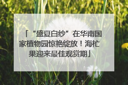 “盛夏白纱”在华南国家植物园惊艳绽放！海杧果迎来最佳观赏期