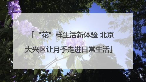 “花”样生活新体验 北京大兴区让月季走进日常生活