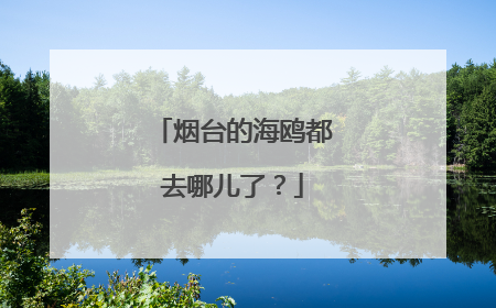 烟台的海鸥都去哪儿了？