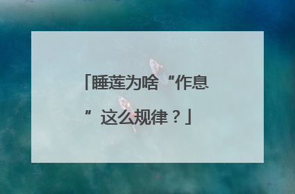 睡莲为啥“作息”这么规律？