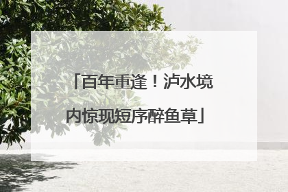 百年重逢！泸水境内惊现短序醉鱼草