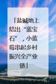 盐碱地上结出“蓝宝石”，小蓝莓串起乡村振兴全产业链