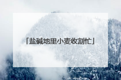 盐碱地里小麦收割忙