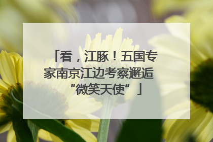 看，江豚！五国专家南京江边考察邂逅“微笑天使”