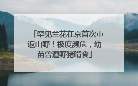 罕见兰花在京首次重返山野！极度濒危，幼苗曾遭野猪啃食