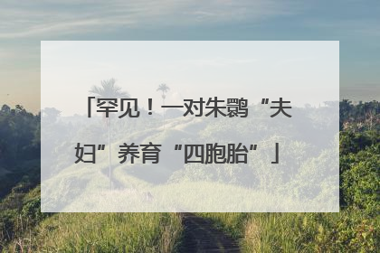 罕见！一对朱鹮“夫妇”养育“四胞胎”