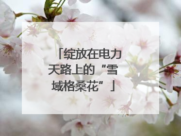 绽放在电力天路上的“雪域格桑花”