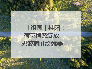 组图｜桂阳：荷花悄然绽放 碧波荷叶绘就美好夏日画卷