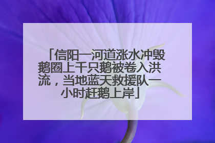 信阳一河道涨水冲毁鹅圈上千只鹅被卷入洪流，当地蓝天救援队一小时赶鹅上岸