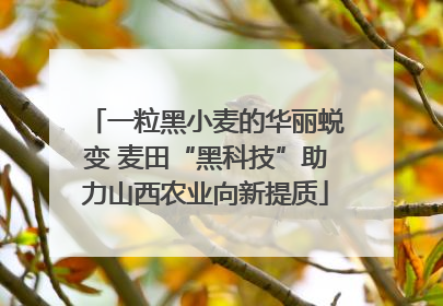 一粒黑小麦的华丽蜕变 麦田“黑科技”助力山西农业向新提质