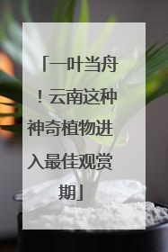 一叶当舟！云南这种神奇植物进入最佳观赏期