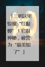 三明这里惊现“红眼蝉”！它很神秘，被誉为“最美知了”