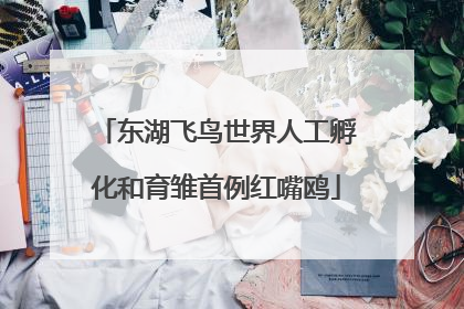 东湖飞鸟世界人工孵化和育雏首例红嘴鸥