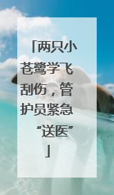 两只小苍鹭学飞刮伤，管护员紧急“送医”