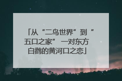 从“二鸟世界”到“五口之家” 一对东方白鹳的黄河口之恋