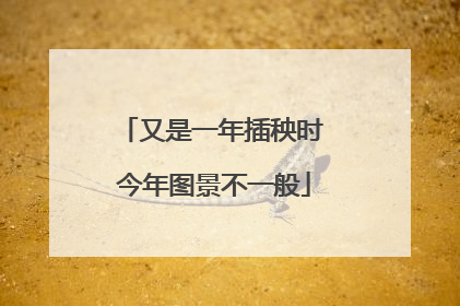 又是一年插秧时 今年图景不一般