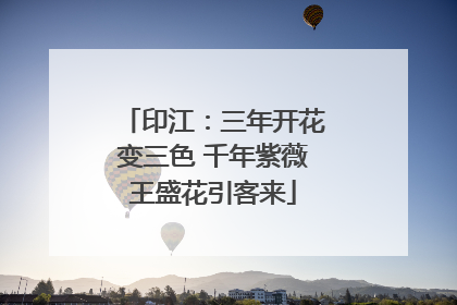 印江：三年开花变三色 千年紫薇王盛花引客来