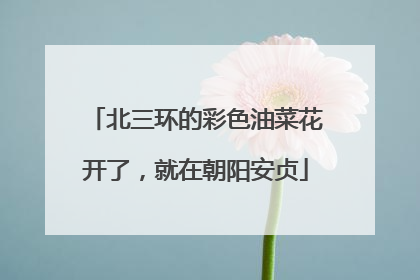 北三环的彩色油菜花开了，就在朝阳安贞