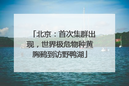 北京：首次集群出现，世界极危物种黄胸鹀到访野鸭湖