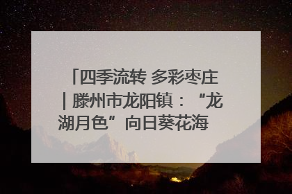 四季流转 多彩枣庄｜滕州市龙阳镇：“龙湖月色”向日葵花海 绘就乡村振兴新画卷