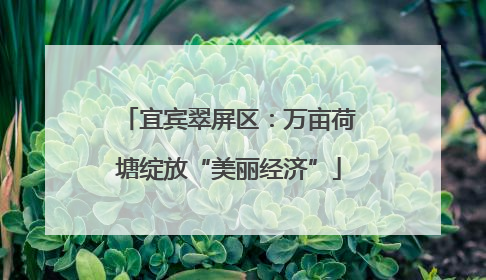 宜宾翠屏区：万亩荷塘绽放“美丽经济”