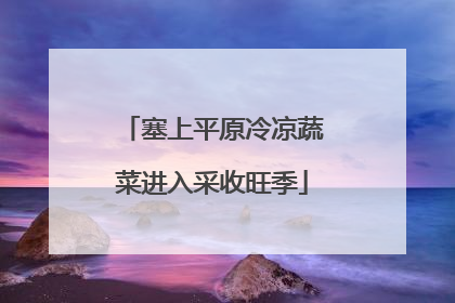 塞上平原冷凉蔬菜进入采收旺季