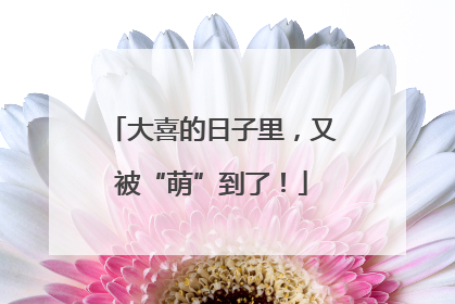 大喜的日子里，又被“萌”到了！