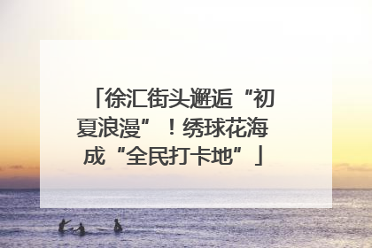 徐汇街头邂逅“初夏浪漫”！绣球花海成“全民打卡地”