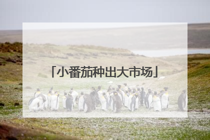 小番茄种出大市场