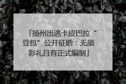 扬州出逃卡皮巴拉“豆包”公开征婚：无须彩礼且有正式编制