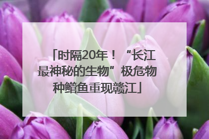 时隔20年！“长江最神秘的生物”极危物种鳤鱼重现赣江