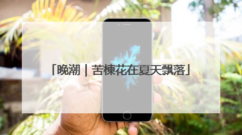 晚潮｜苦楝花在夏天飘落