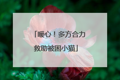 暖心！多方合力救助被困小猫