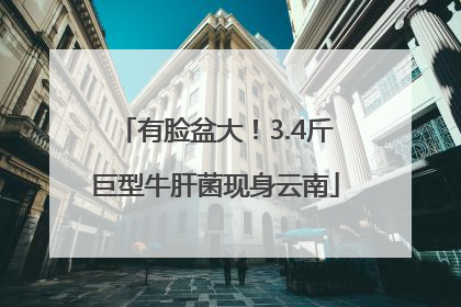 有脸盆大！3.4斤巨型牛肝菌现身云南