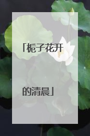 栀子花开的清晨