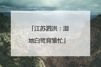 江苏泗洪：湿地白鹭育雏忙