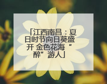 江西南昌：夏日时节向日葵盛开 金色花海“醉”游人