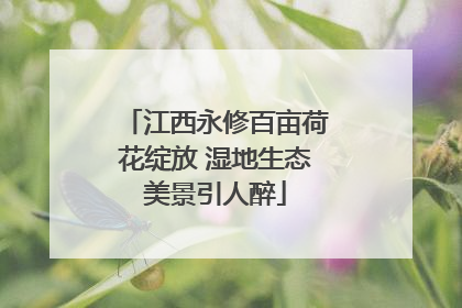 江西永修百亩荷花绽放 湿地生态美景引人醉