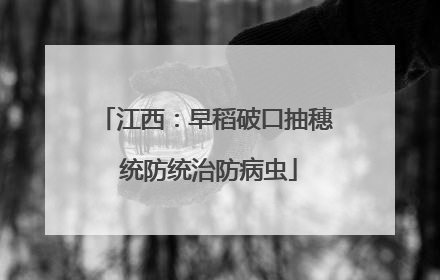 江西：早稻破口抽穗 统防统治防病虫