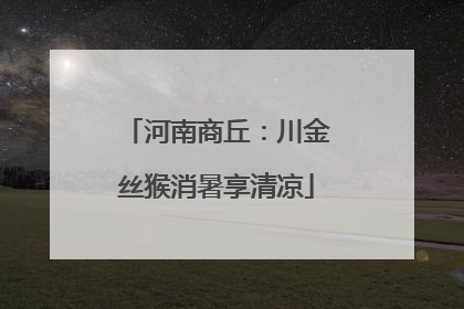 河南商丘：川金丝猴消暑享清凉