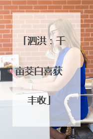 泗洪：千亩茭白喜获丰收