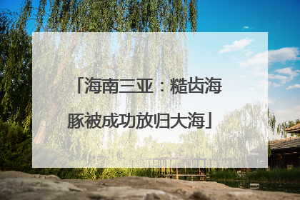 海南三亚：糙齿海豚被成功放归大海
