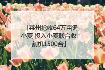 莱州抢收64万亩冬小麦 投入小麦联合收割机1500台