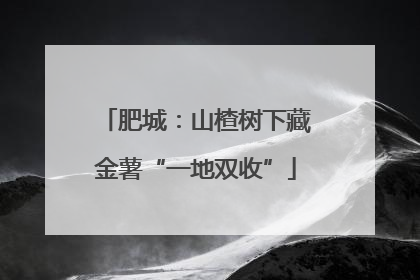 肥城：山楂树下藏金薯“一地双收”