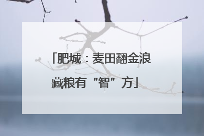 肥城：麦田翻金浪藏粮有“智”方