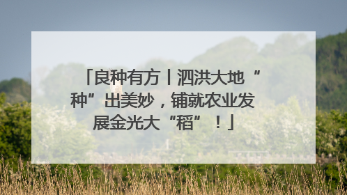 良种有方丨泗洪大地“种”出美妙，铺就农业发展金光大“稻”！