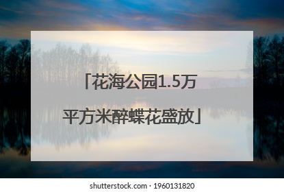 花海公园1.5万平方米醉蝶花盛放