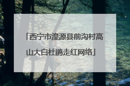 西宁市湟源县前沟村高山大白杜鹃走红网络