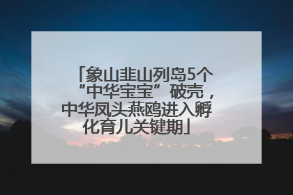 象山韭山列岛5个“中华宝宝”破壳，中华凤头燕鸥进入孵化育儿关键期