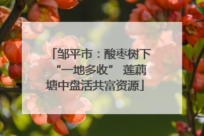 邹平市：酸枣树下“一地多收” 莲藕塘中盘活共富资源